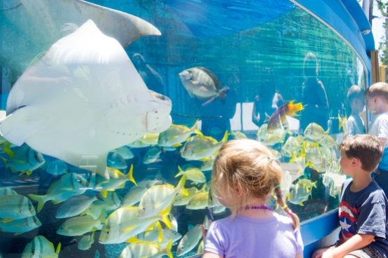 Four-year-old Olivia McDonald, six-year-old Couper Holmes, and three-year-old Noah Jackson, peer through the glass of an outdoor tank at the St. Augustine Aquarium as colorful fish are fed by a staff member during the aquarium’s grand opening celebration on Saturday, May 27, 2017. (Christina Kelso/ The St. Augustine Record)
